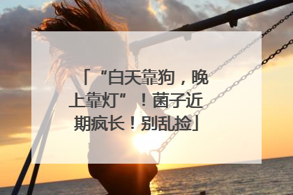 “白天靠狗，晚上靠灯”！菌子近期疯长！别乱捡