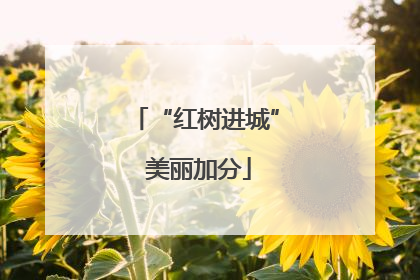 “红树进城” 美丽加分