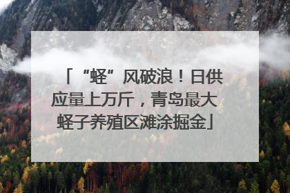 “蛏”风破浪！日供应量上万斤，青岛最大蛏子养殖区滩涂掘金