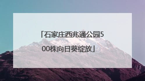 石家庄西兆通公园500株向日葵绽放