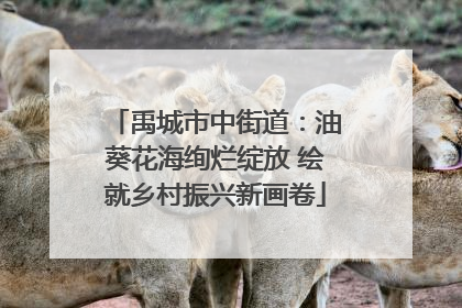 禹城市中街道：油葵花海绚烂绽放 绘就乡村振兴新画卷