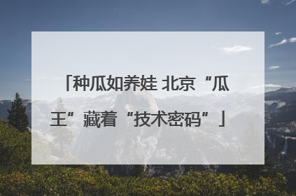 种瓜如养娃 北京“瓜王”藏着“技术密码”