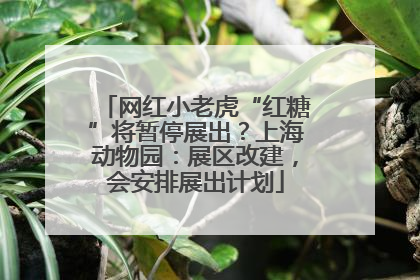 网红小老虎“红糖”将暂停展出？上海动物园：展区改建，会安排展出计划