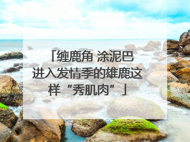 缠鹿角 涂泥巴 进入发情季的雄鹿这样“秀肌肉”