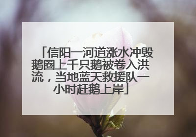 信阳一河道涨水冲毁鹅圈上千只鹅被卷入洪流，当地蓝天救援队一小时赶鹅上岸