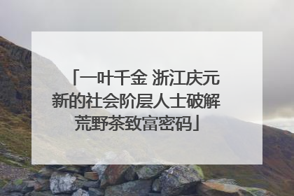 一叶千金 浙江庆元新的社会阶层人士破解荒野茶致富密码