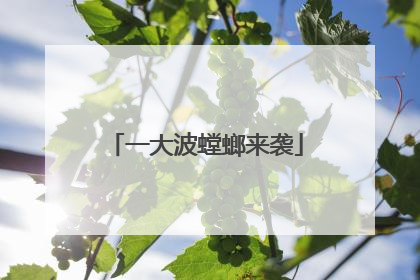 一大波螳螂来袭