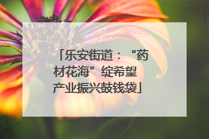 乐安街道：“药材花海”绽希望 产业振兴鼓钱袋