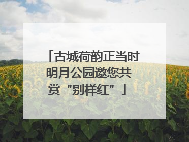 古城荷韵正当时 明月公园邀您共赏“别样红”