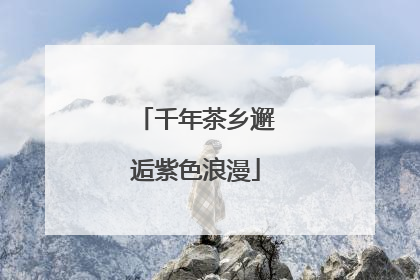 千年茶乡邂逅紫色浪漫