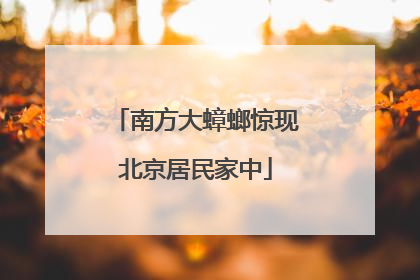 南方大蟑螂惊现北京居民家中