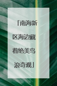 南海新区海边藏着绝美鸟浪奇观