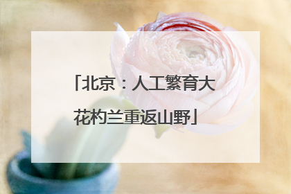北京：人工繁育大花杓兰重返山野