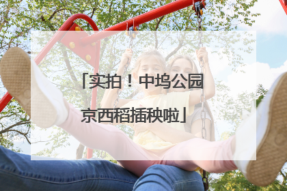 实拍！中坞公园京西稻插秧啦
