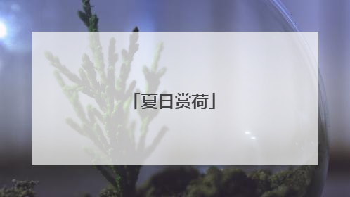 夏日赏荷