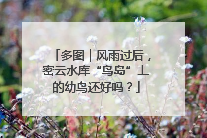 多图｜风雨过后，密云水库“鸟岛”上的幼鸟还好吗？