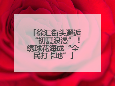 徐汇街头邂逅“初夏浪漫”！绣球花海成“全民打卡地”