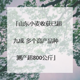 山东小麦收获已超九成 多个高产品种测产超800公斤