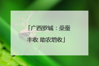 广西罗城：桑蚕丰收 助农增收