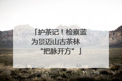 护茶记！检察蓝为景迈山古茶林 “把脉开方”