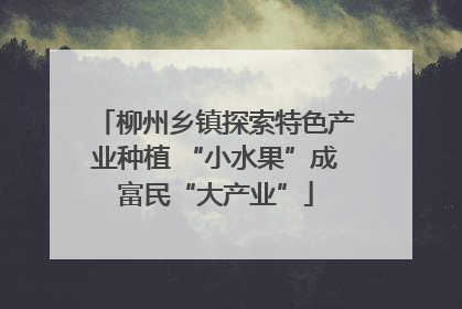 柳州乡镇探索特色产业种植 “小水果”成富民“大产业”