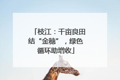 枝江：千亩良田结“金穗”，绿色循环助增收