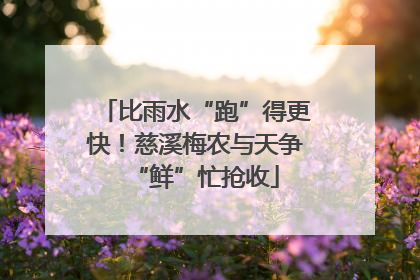 比雨水“跑”得更快！慈溪梅农与天争“鲜”忙抢收