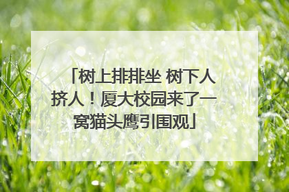 树上排排坐 树下人挤人！厦大校园来了一窝猫头鹰引围观