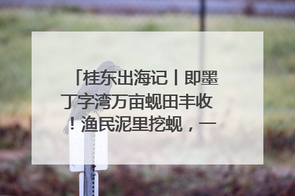 桂东出海记丨即墨丁字湾万亩蚬田丰收！渔民泥里挖蚬，一天上岸过千斤