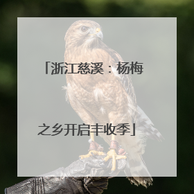 浙江慈溪：杨梅之乡开启丰收季