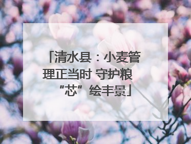 清水县：小麦管理正当时 守护粮“芯”绘丰景