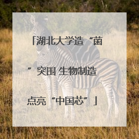 湖北大学造“菌”突围 生物制造点亮“中国芯”