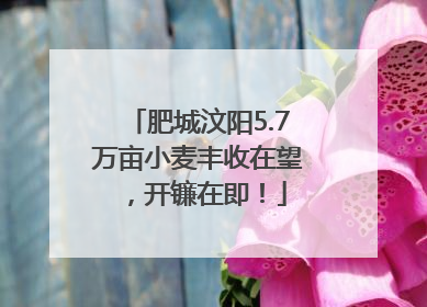 肥城汶阳5.7万亩小麦丰收在望，开镰在即！
