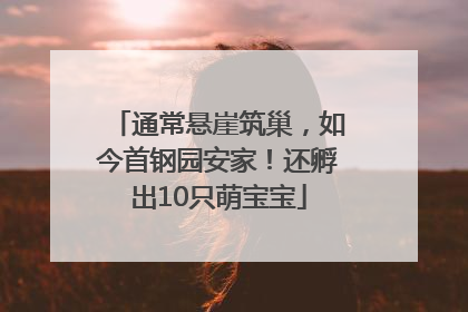 通常悬崖筑巢，如今首钢园安家！还孵出10只萌宝宝