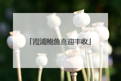 霞浦鲍鱼喜迎丰收