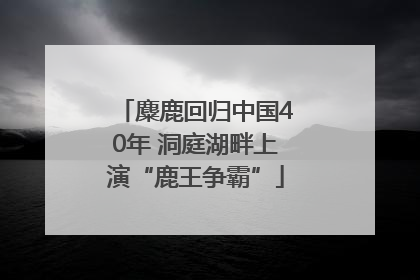 麋鹿回归中国40年 洞庭湖畔上演“鹿王争霸”