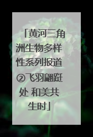 黄河三角洲生物多样性系列报道②飞羽翩跹处 和美共生时