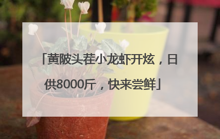 黄陂头茬小龙虾开炫，日供8000斤，快来尝鲜