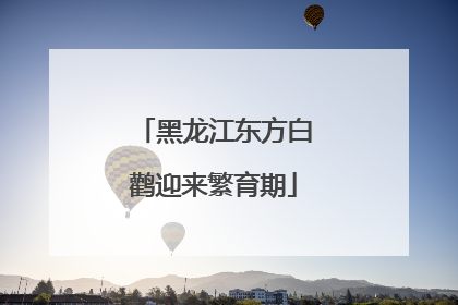 黑龙江东方白鹳迎来繁育期