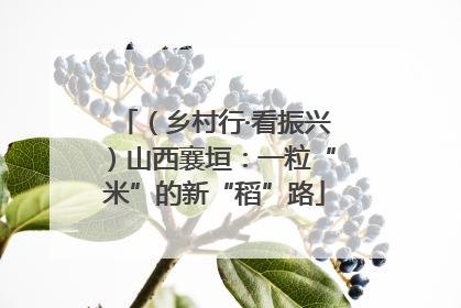 （乡村行·看振兴）山西襄垣：一粒“米”的新“稻”路