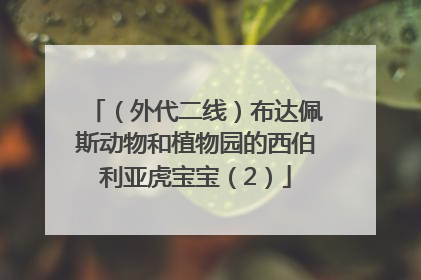 （外代二线）布达佩斯动物和植物园的西伯利亚虎宝宝（2）